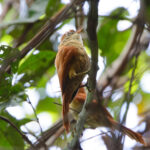 Coiba Spinetail (image by Leo Garrigues)