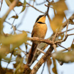 Collared Crescentchest (image by Leo Garrigues)