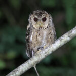 Collared Scops Owl (image by János Oláh)