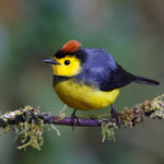 Collared Whitestart (image by Leo Garrigues)