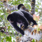 Common Woolly Monkey (image by Leo Garrigues)