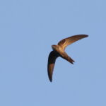 Cook's Swift (image by János Oláh)
