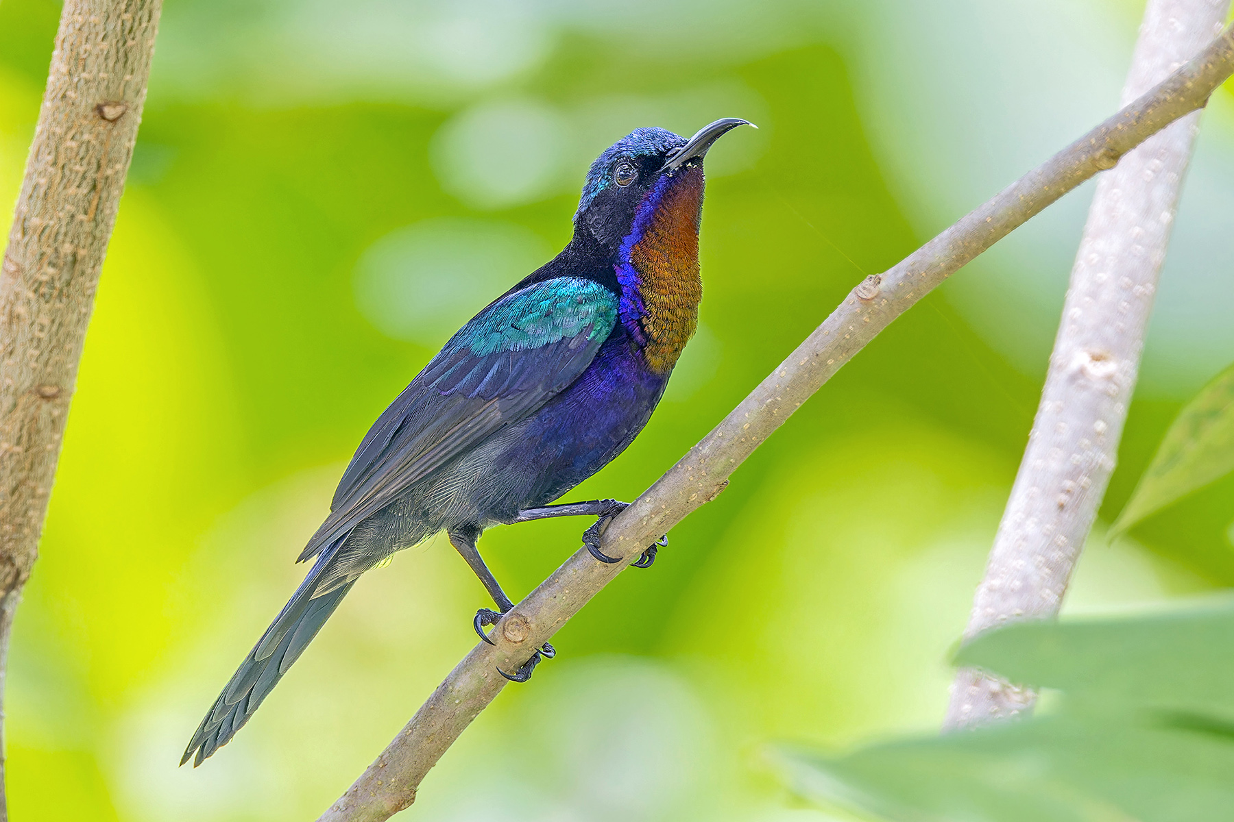 Copper-throated Sunbird (image by Pete Morris)
