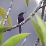 Copper-throated Sunbird (image by János Oláh)