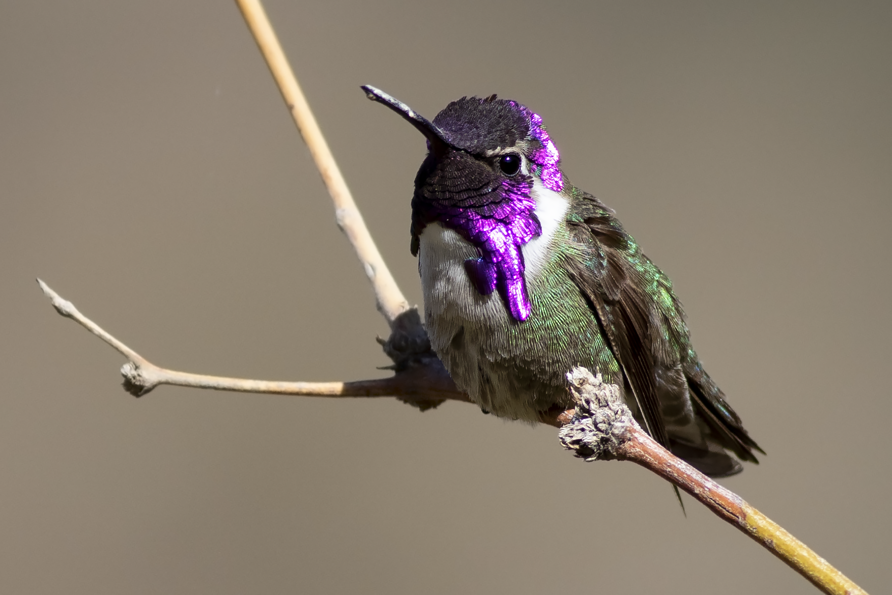 Costa's Hummingbird (image by Sjoerd Radstaak)