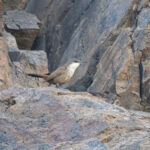 Crag Chilia (image by John Oates)