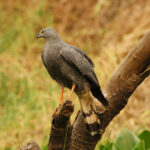 Crane Hawk (image by Leo Garrigues)