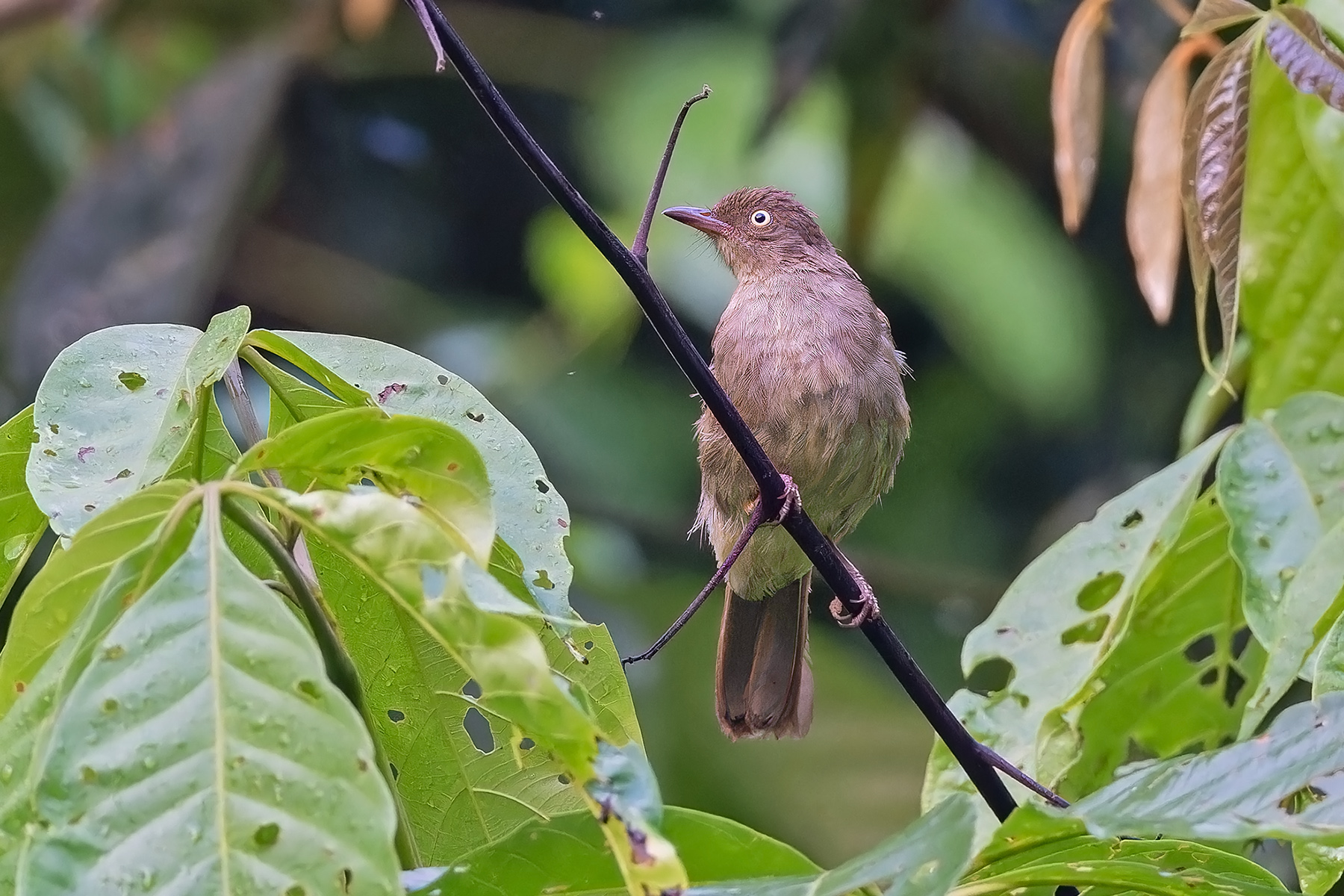 Cream-eyed Bulbul (image by Pete Morris)