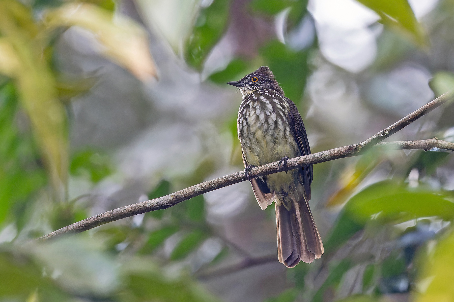 Cream-striped Bulbul (image by Pete Morris)