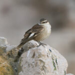Cream-winged Cinclodes (image by John Oates)