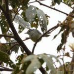Creamy-bellied Antwren (image by Leo Garrigues)