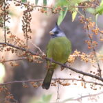 Crested Finchbill (image by János Oláh)