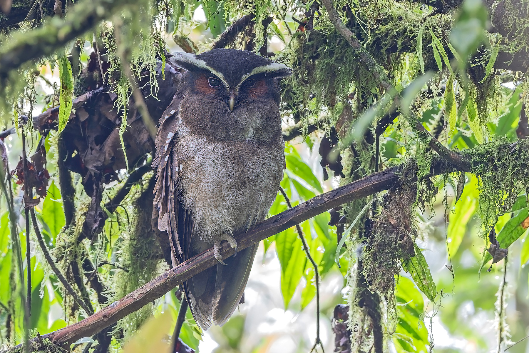 Crested Owl (image by Pete Morris)