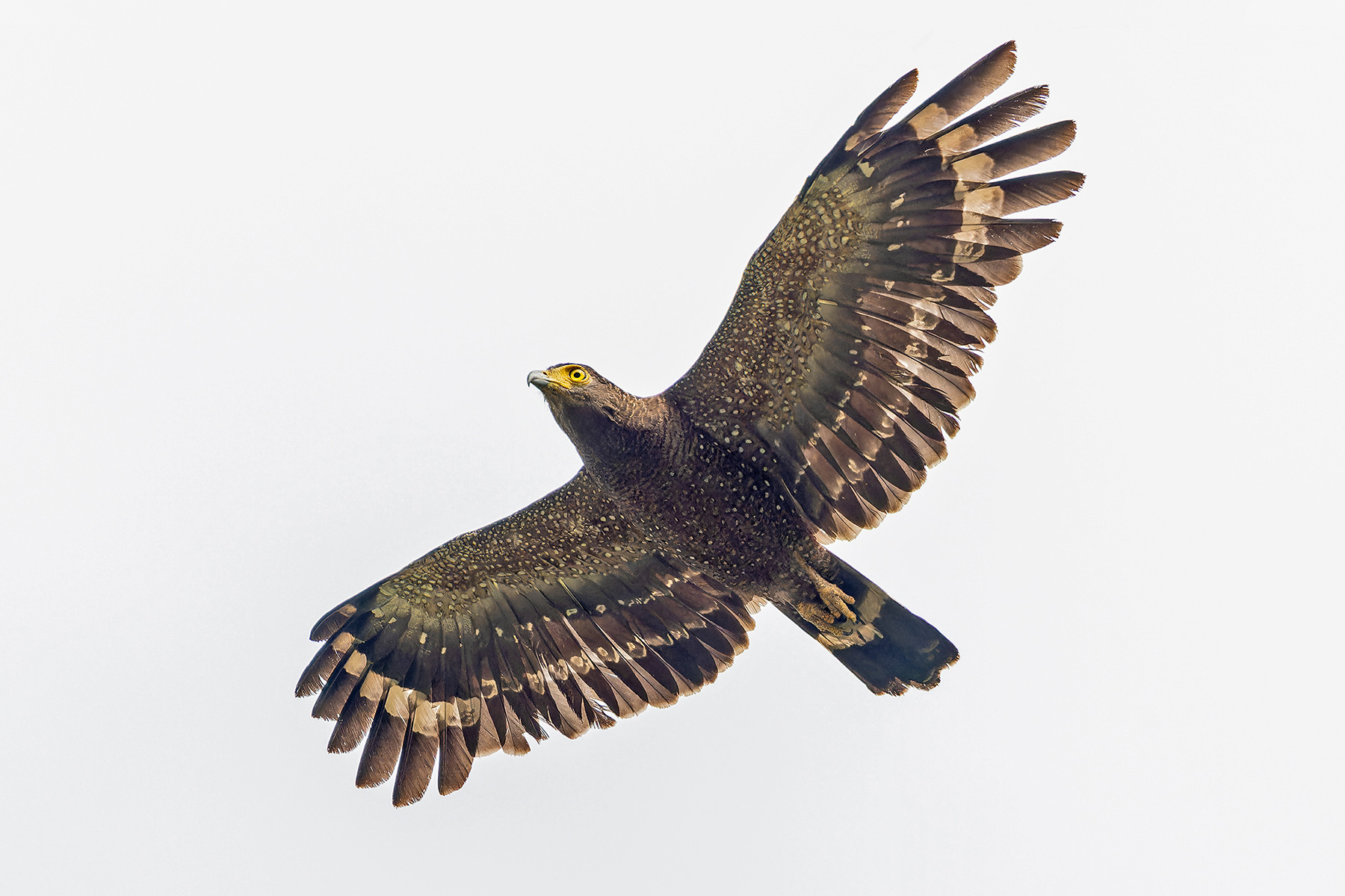 Crested (Simeulue) Serpent Eagle (image by Pete Morris)