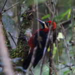 Crimson-bellied Woodpecker (image by Leo Garrigues)