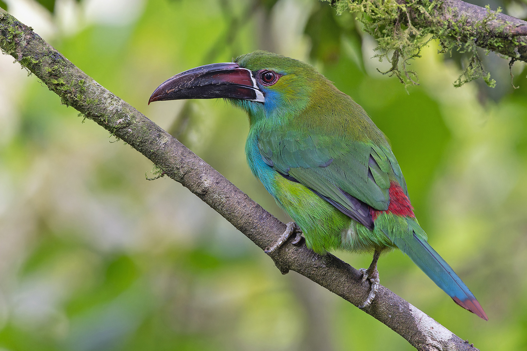 Crimson-rumped Toucanet (image by Pete Morris)