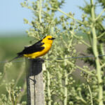 Saffron-cowled Blackbird (image by Mark Pearman)