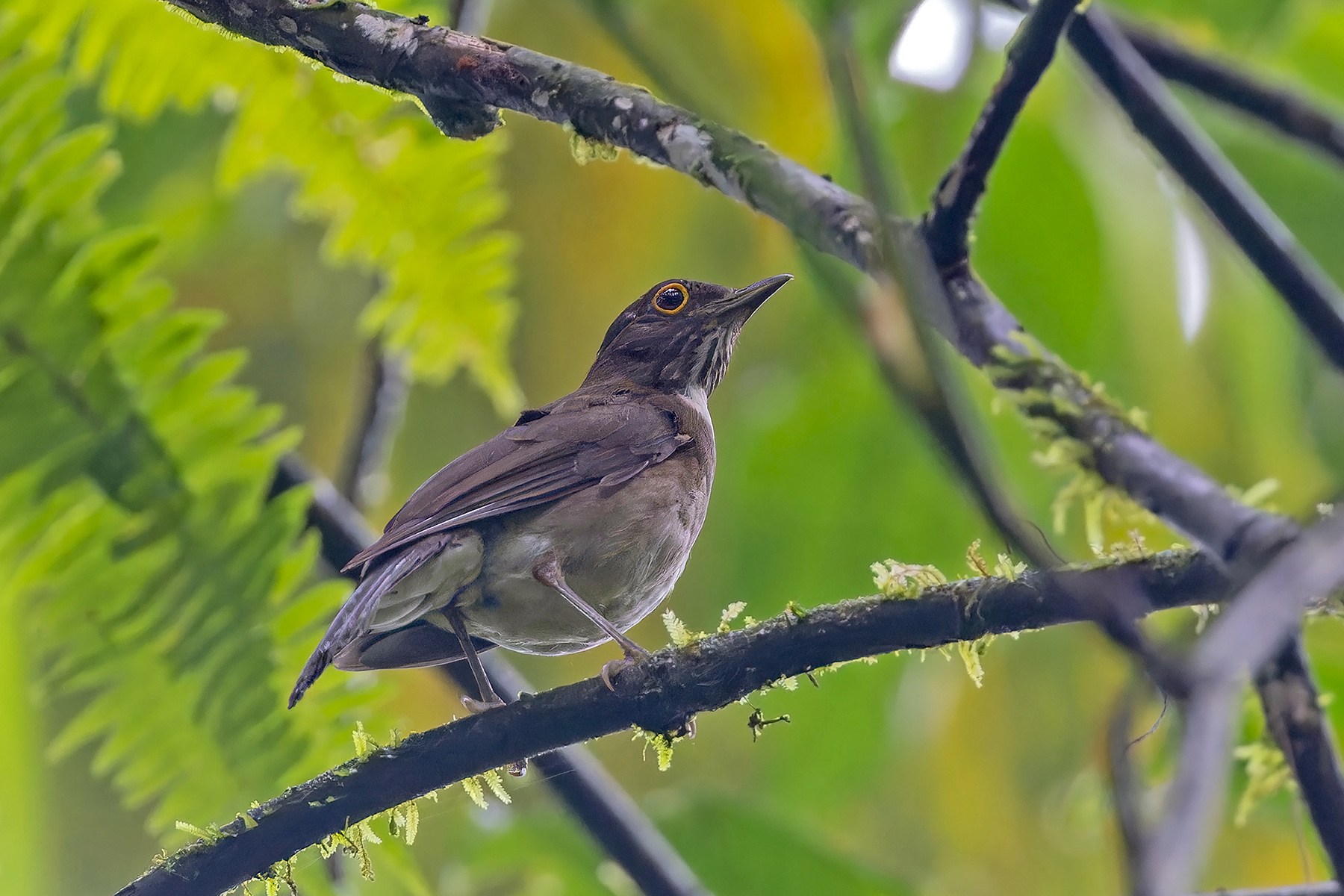 Dagua Thrush (image by Pete Morris)