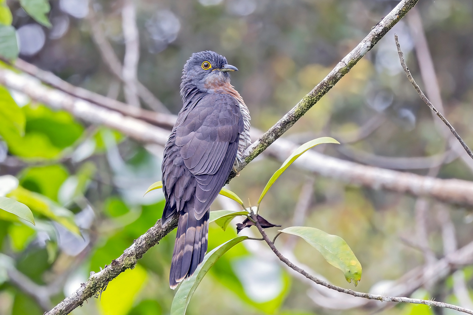 Dark Hawk-Cuckoo (image by Pete Morris)