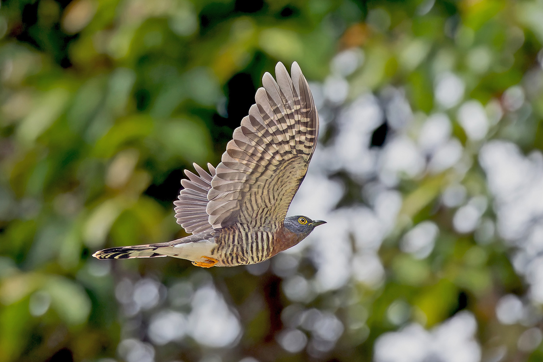 Dark Hawk-Cuckoo (image by Pete Morris)