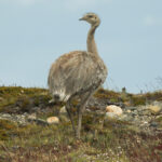 Darwin's Rhea (image by John Oates)