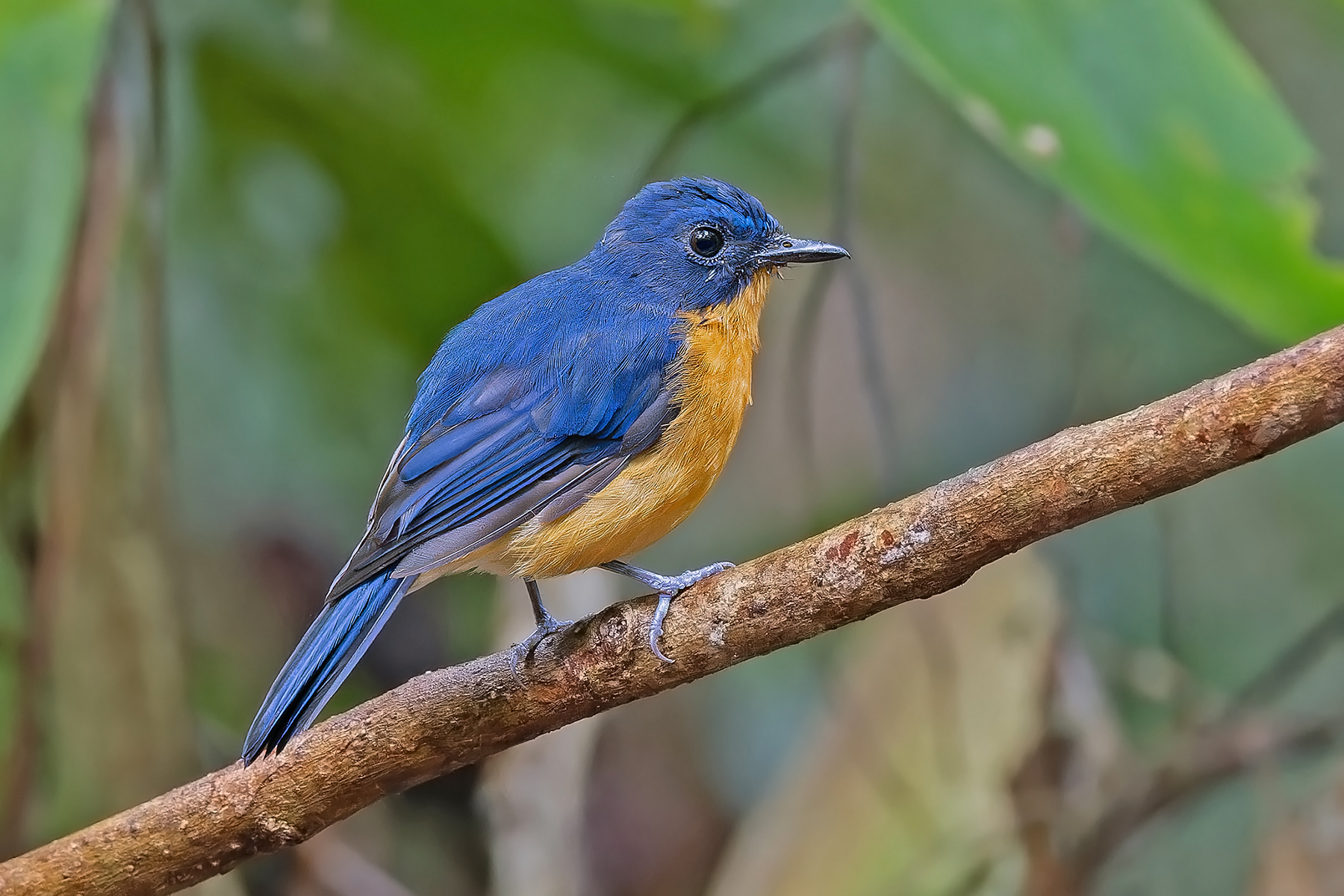 Dayak Blue Flycatcher (image by Pete Morris)