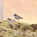 Diademed Sandpiper-Plover (image by Leo Garrigues)