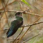 Diamantina Sabrewing (image by Leo Garrigues)