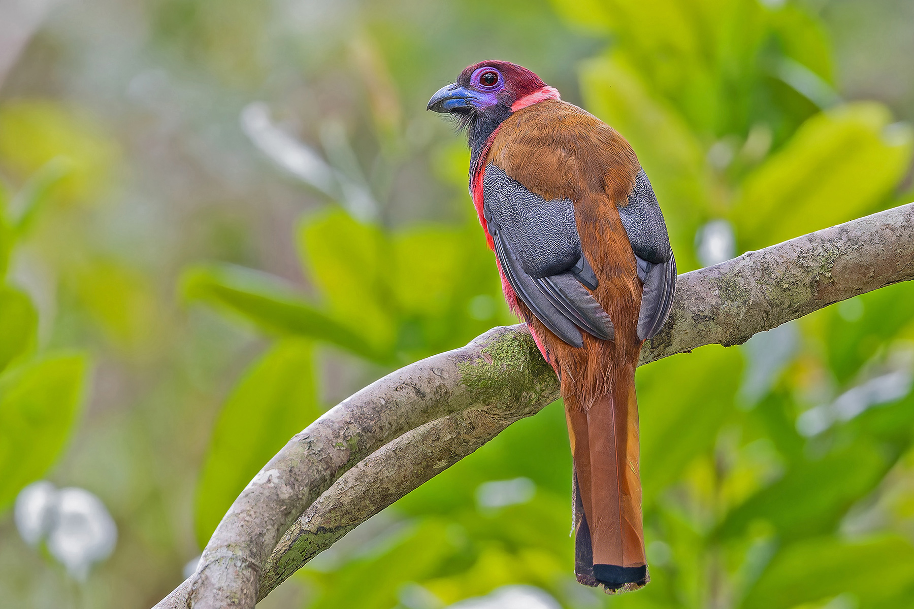 Diard's Trogon (image by Pete Morris)