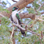 Diederik Cuckoo (image by János Oláh)