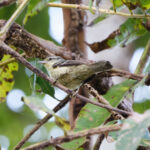 Double-banded Greytail (image by Leo Garrigues)