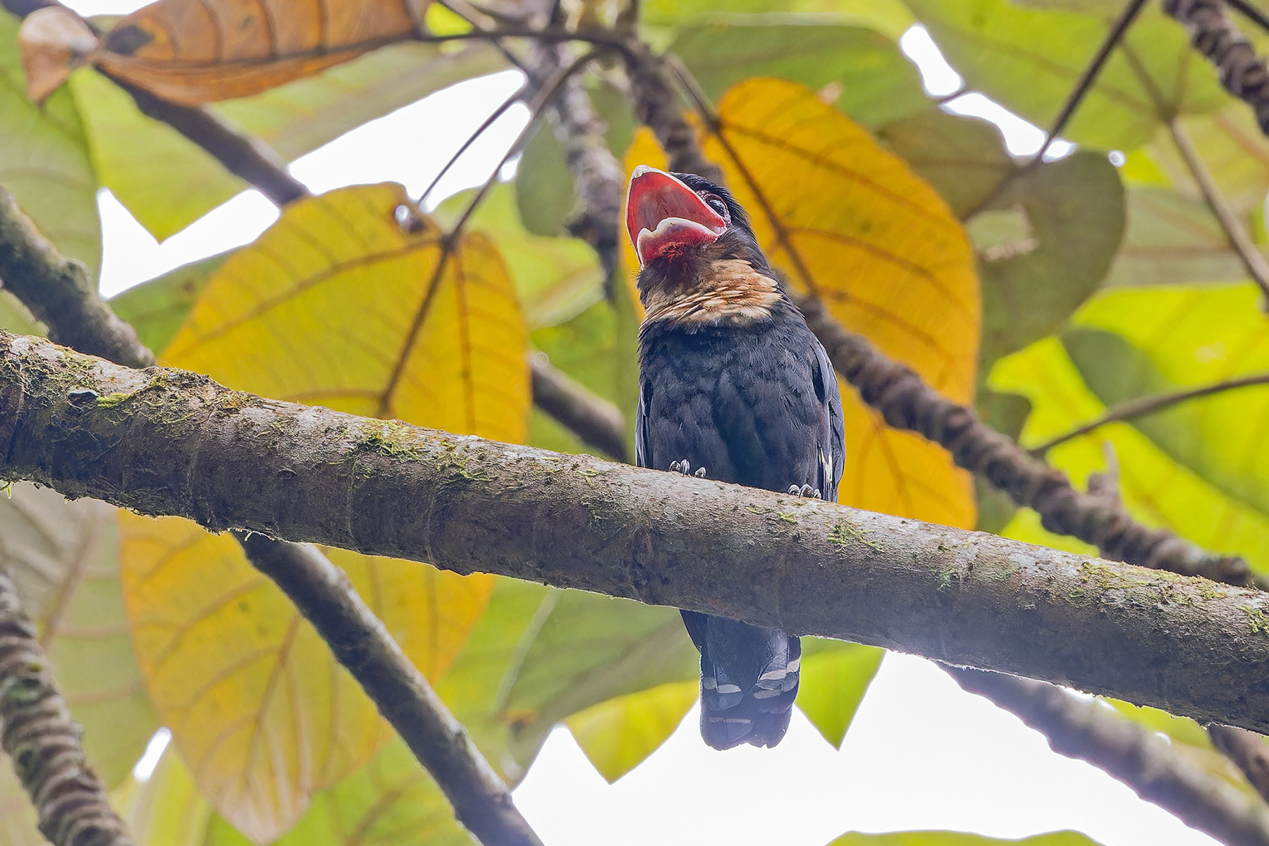 Dusky Broadbill (image by Pete Morris)