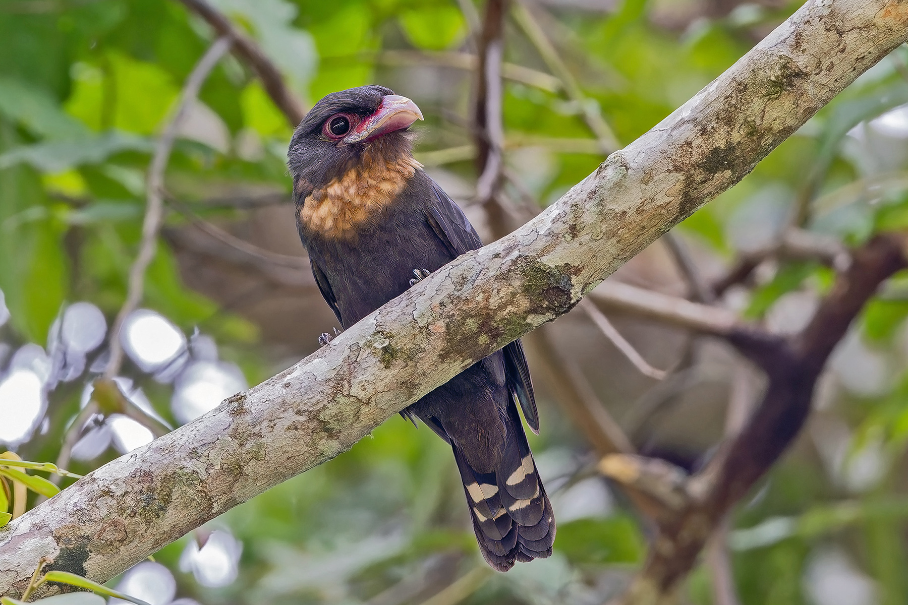 Dusky Broadbill (image by Pete Morris)