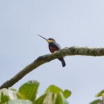 Dusky-backed Jacamar (image by Leo Garrigues)