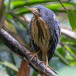 juvenile Dwarf Bittern (image by Nik Borrow)