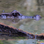 Dwarf Crocodile (image by Nik Borrow)