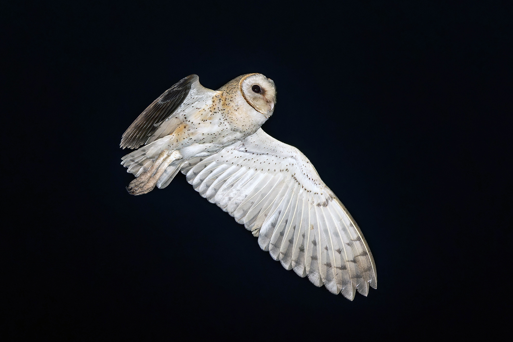 Eastern Barn Owl (image by Pete Morris)