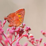 Eastern Scarlet Axiocerses tjoane (image by János Oláh)