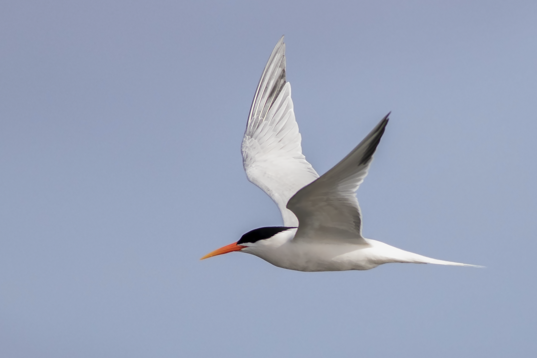 Elegant Tern (image by Sjoerd Radstaak)