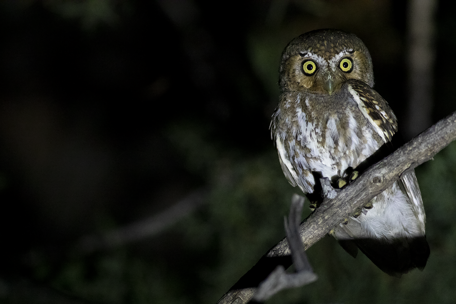 Elf Owl (image by Sjoerd Radstaak)