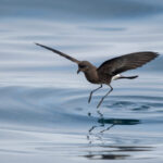Elliot's Storm Petrel (image by John Oates)