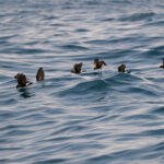 Elliot's Storm Petrels (image by John Oates)