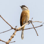Emin's Shrike (image by Nik Borrow)