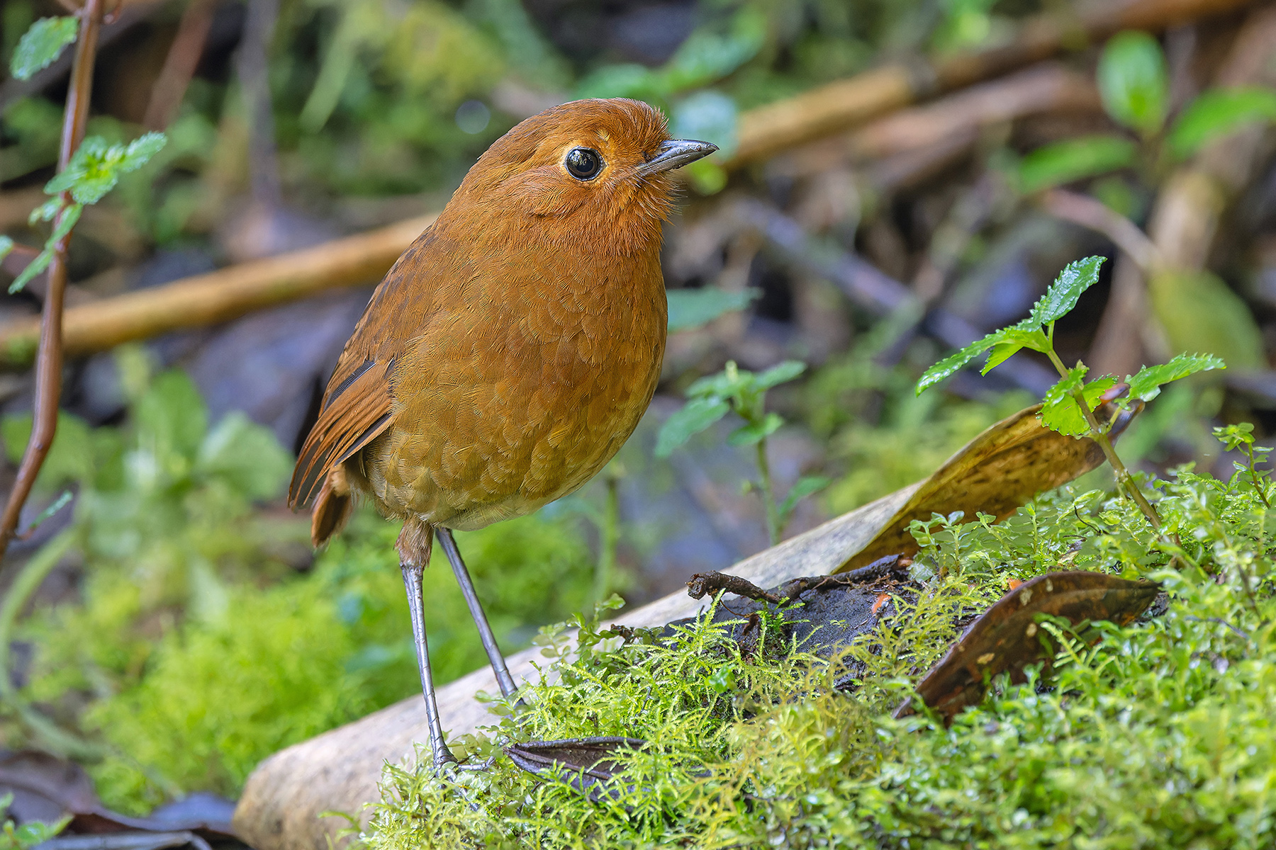 Equatorial Antpitta (image by Pete Morris)