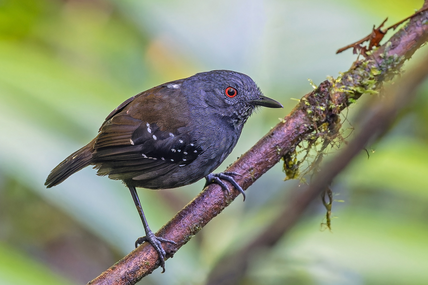 Esmerelda's Antbird (image by Pete Morris)