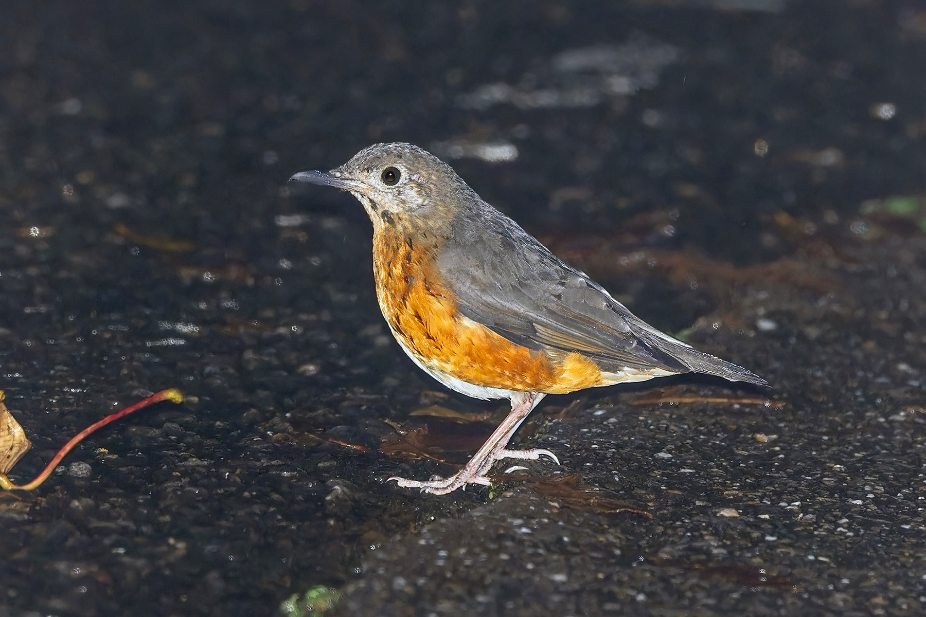 Everett's Thrush (image by Pete Morris)