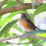Eye-browed Thrush (image by János Oláh)