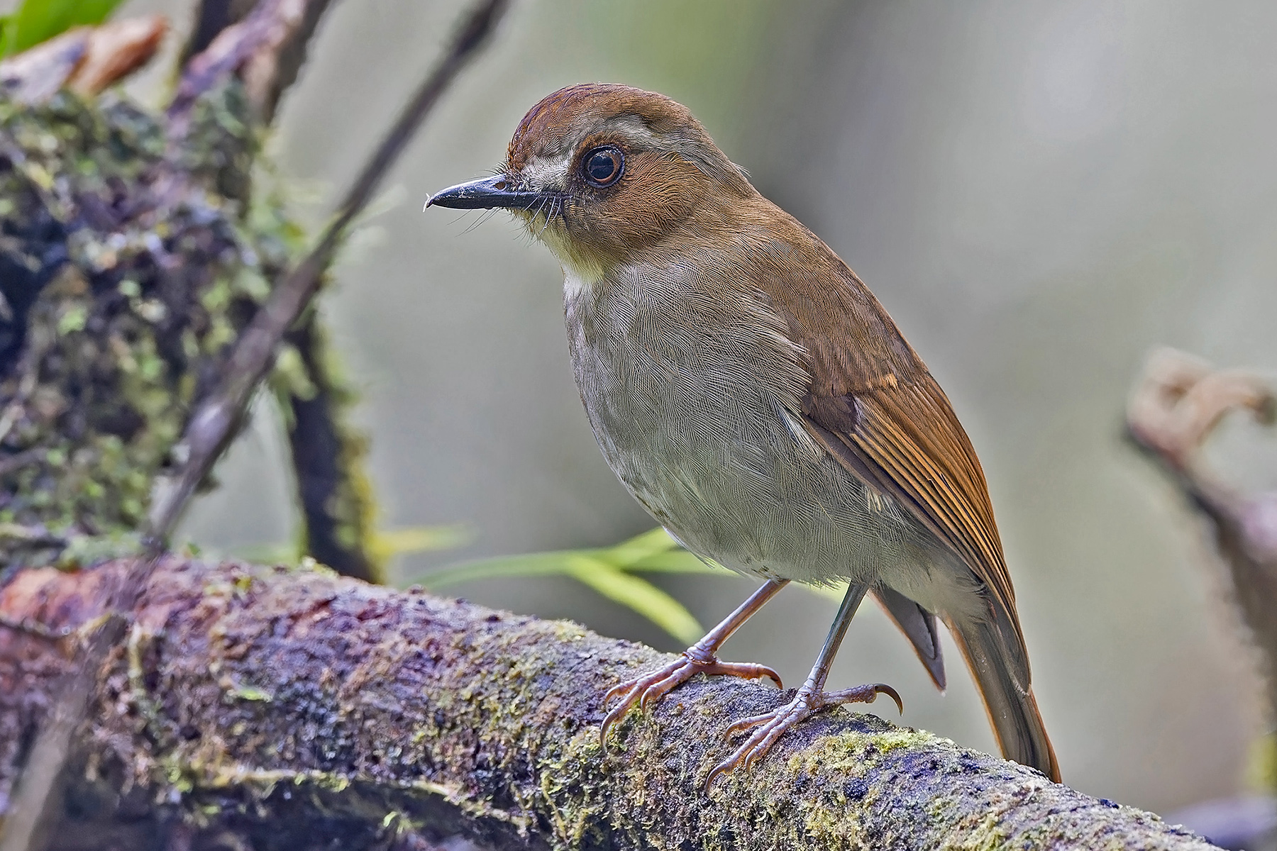 Eye-browed Jungle Flycatcher (image by Pete Morris)