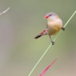 Fawn-breasted Waxbill (image by János Oláh)