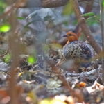 Ferruginous Partridge (image by János Oláh)